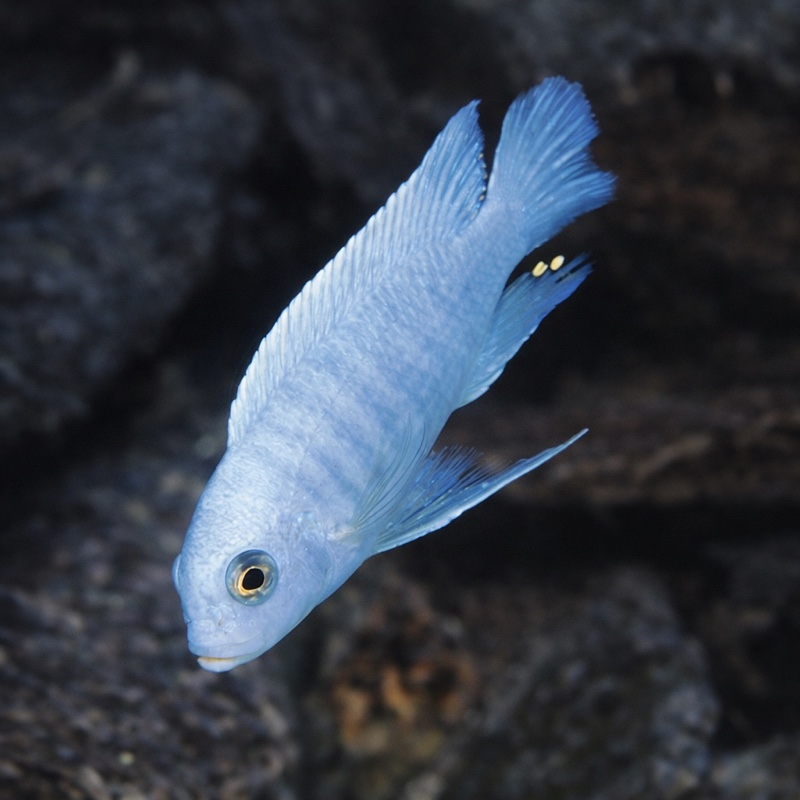 Maylandia estherae 'Chilucha Reef'